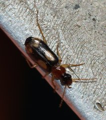 Dromius quadrimaculatus