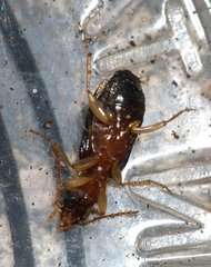 Dromius quadrimaculatus