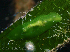 Phyllaplysia
