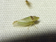Xerophloea