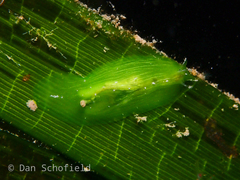 Phyllaplysia