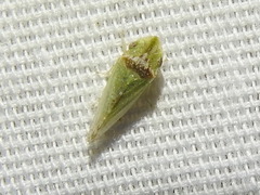 Xerophloea