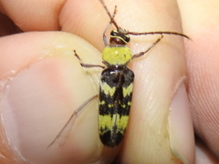 Megacyllene antennata