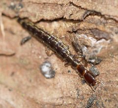 Raphidiidae