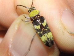 Megacyllene antennata