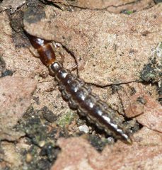 Raphidiidae