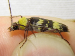 Megacyllene antennata