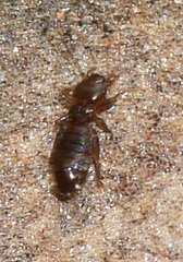 Liposcelididae