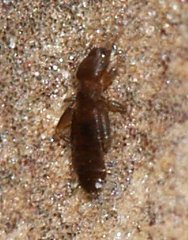 Liposcelididae