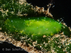 Phyllaplysia