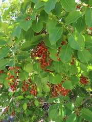 Metopium brownei