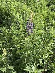 Delphinium exaltatum