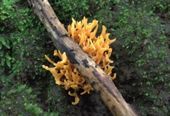Ramaria anziana
