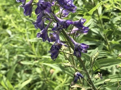 Delphinium exaltatum