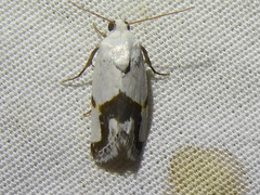 Ponometia dorneri