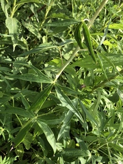 Delphinium exaltatum