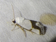Ponometia dorneri