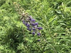 Delphinium exaltatum