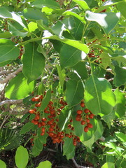 Metopium brownei