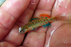 Etheostoma uniporum