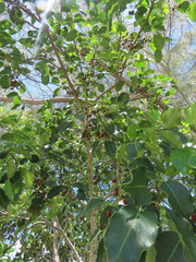 Metopium brownei