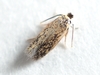 Stigmella Saginella Group - Photo (c) Kimberlie Sasan, some rights reserved (CC BY-ND), uploaded by Kimberlie Sasan