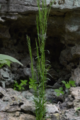 Arabis pycnocarpa adpressipilis