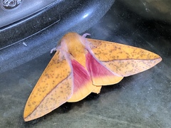 Syssphinx bisecta