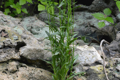 Arabis pycnocarpa adpressipilis