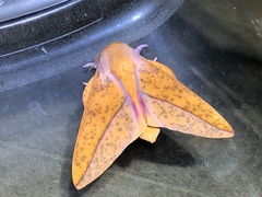 Syssphinx bisecta