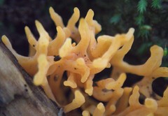 Ramaria anziana