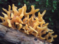 Ramaria anziana
