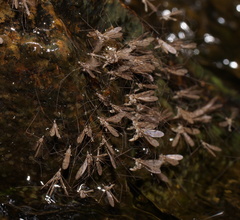 Antocha australiensis