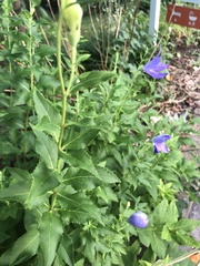Platycodon grandiflorus