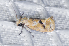 Acrolophus laticapitana