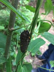 Battus polydamas