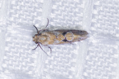 Acrolophus laticapitana