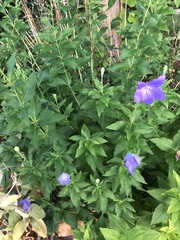 Platycodon grandiflorus