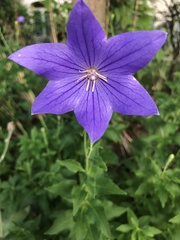 Platycodon grandiflorus