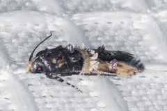 Walshia miscecolorella