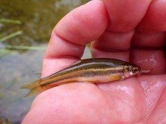 Chrosomus erythrogaster