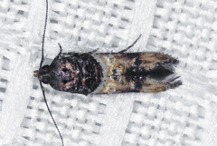 Walshia miscecolorella