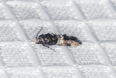 Walshia miscecolorella