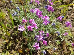 Phlox mollis