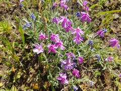 Phlox mollis