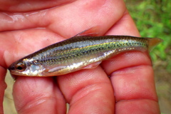 Notropis nubilus