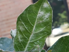 Erysiphe lagerstroemiae