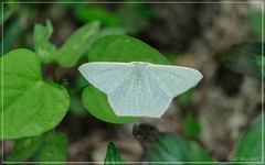 Thalassodes immissaria