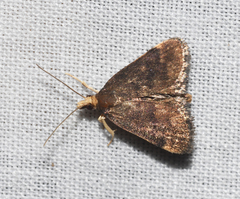 Loxostegopsis merrickalis