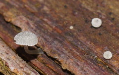 Mycena piringa